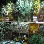 Kräuter Natur